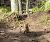 Nature Image