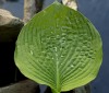 Nature Image