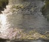 Nature Image