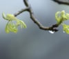 Nature Image