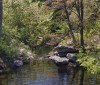 Nature Image