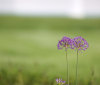Nature Image