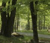 Nature Image