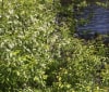 Nature Image