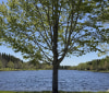Nature Image