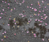 Nature Image
