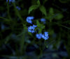 Nature Image
