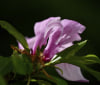 Nature Image