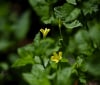 Nature Image