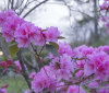 Nature Image