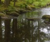Nature Image