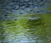 Nature Image