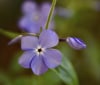 Nature Image