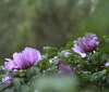 Nature Image