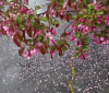 Nature Image
