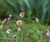 Nature Image