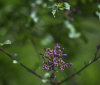 Nature Image