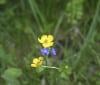 Nature Image