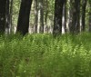 Nature Image