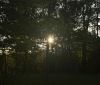 Nature Image