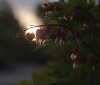 Nature Image