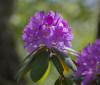 Nature Image