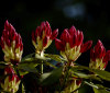 Nature Image