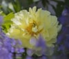 Nature Image