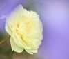 Nature Image