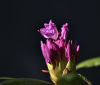 Nature Image