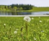 Nature Image