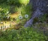 Nature Image
