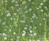 Nature Image