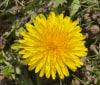 Nature Image