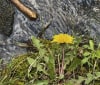 Nature Image