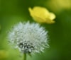 Nature Image