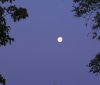 Nature Image