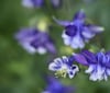 Nature Image