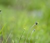 Nature Image