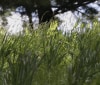 Nature Image