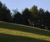 Nature Image