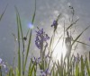 Nature Image