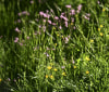 Nature Image