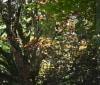 Nature Image