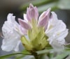 Nature Image