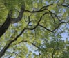 Nature Image