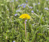 Nature Image