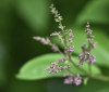 Nature Image
