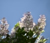 Nature Image
