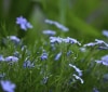 Nature Image